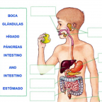 EL SISTEMA DIGESTIVO APP