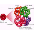 GLÓBULOS ROJOS