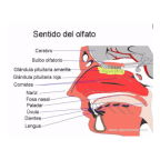 Sentido del Olfato
