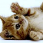 Lovecats