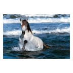 Venta de Caballos (De Razas)
