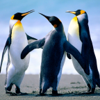 suruba de pinguin