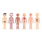 El cuerpo humano
