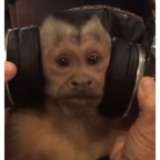 MonkeyMusic