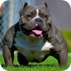 pitbulls