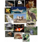 Animals vertebrats