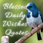 Blessed Daily Wishes and Q