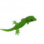 Geckko Malteada Movil Oficial