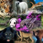 Naturaleza exotica 1.7