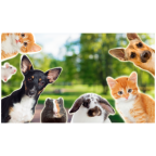 Mascotas