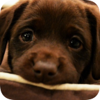 DonaDog