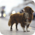 LostDog