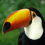 TUCAN